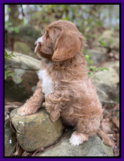 Millie Rebel pups 8 wks old 11100