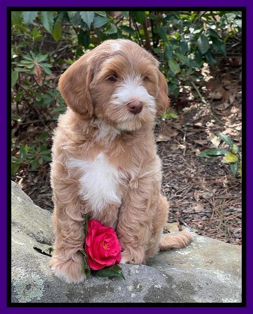 Millie Rebel pups 8 wks old 13100