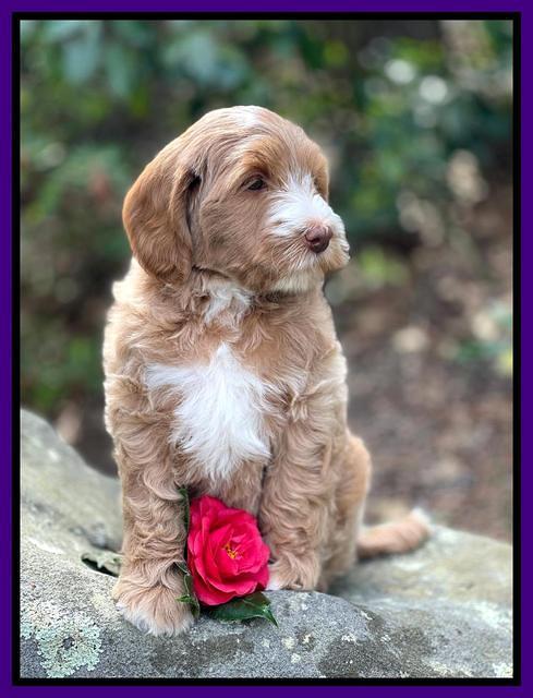 Millie Rebel pups 8 wks old 15100