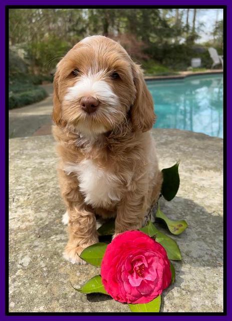 Millie Rebel pups 8 wks old 16100