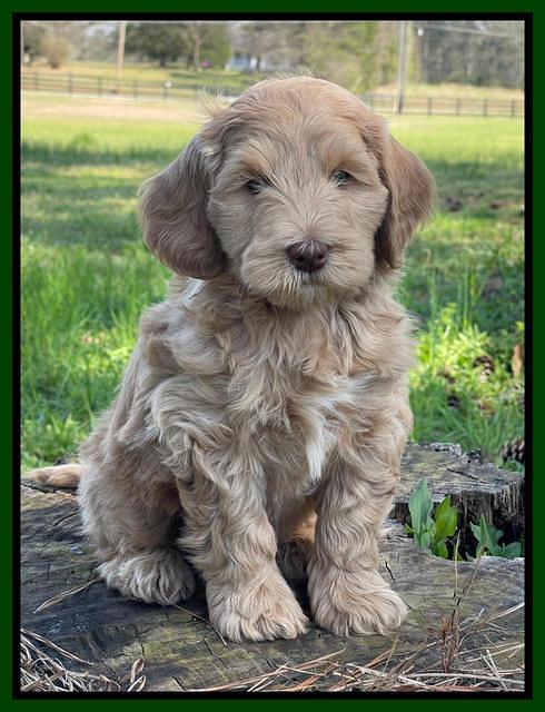 Millie REbel 7 week pics 121