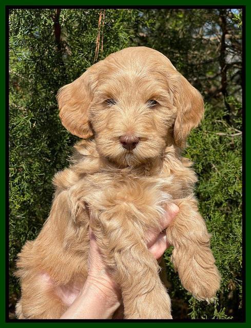 Millie REbel 7 week pics 141