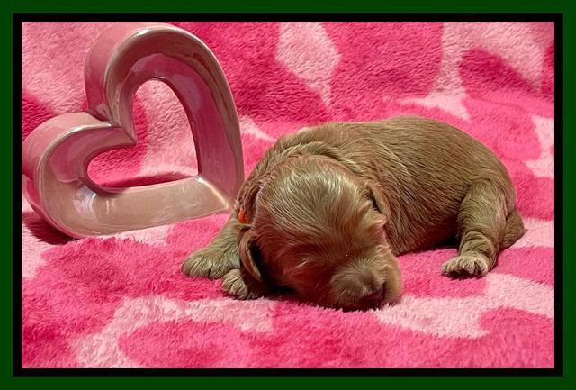 Millie Rebel pups 2 weeks old 111