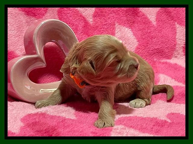 Millie Rebel pups 2 weeks old 121