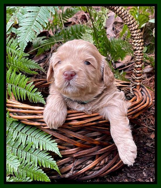 Millie Rebel pups 3 weeks old 201