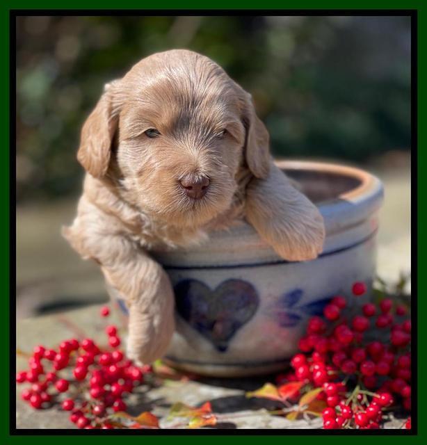 Millie Rebel pups 4 weeks old 181