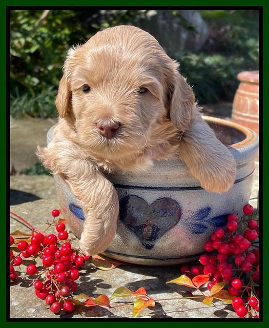 Millie Rebel pups 4 weeks old 191