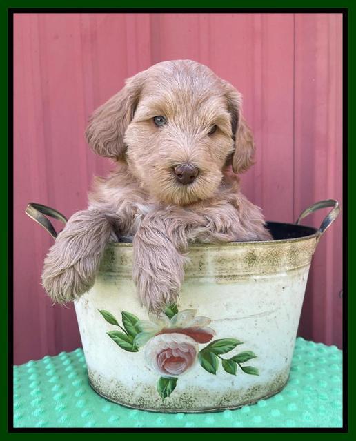Millie Rebel pups 6 weeks old 181