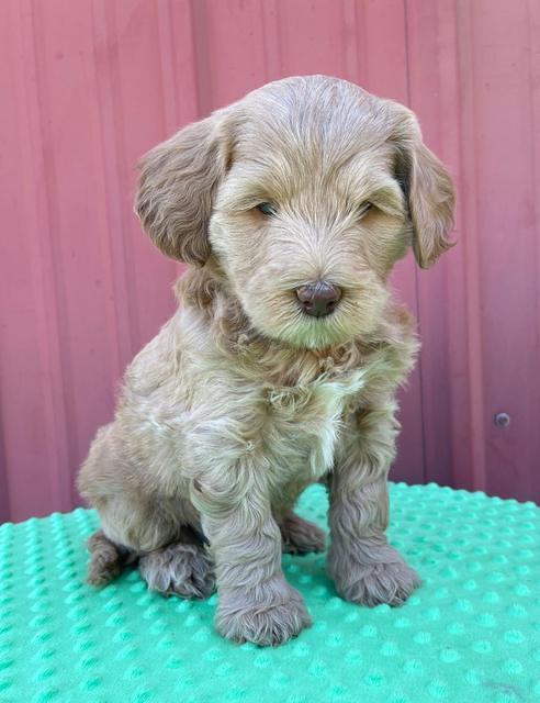 Millie Rebel pups 6 weeks old 221