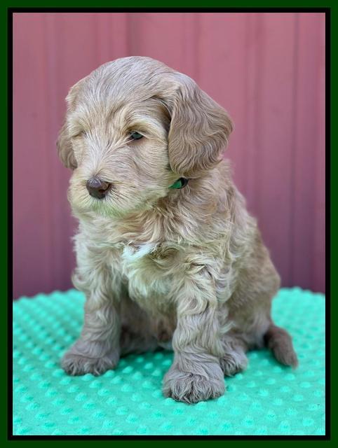 Millie Rebel pups 6 weeks old 231