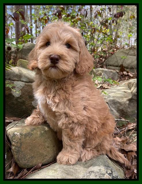 Millie Rebel pups 8 wks old 7100