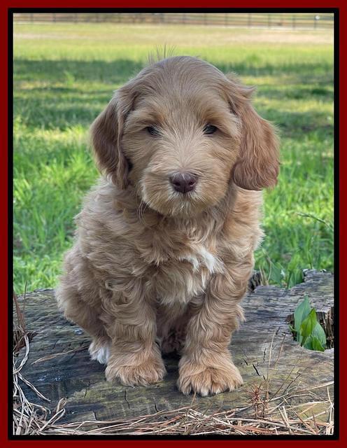 Millie REbel 7 week pics 181