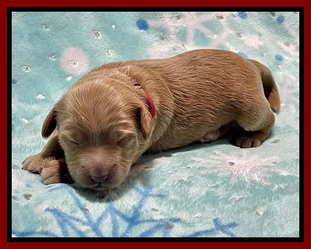 Millie Rebel pups 1 wk old 101