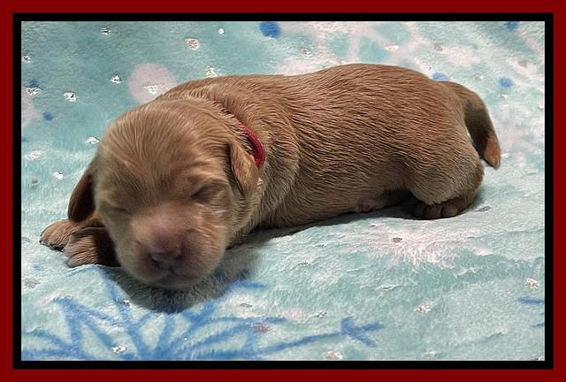 Millie Rebel pups 1 wk old 111