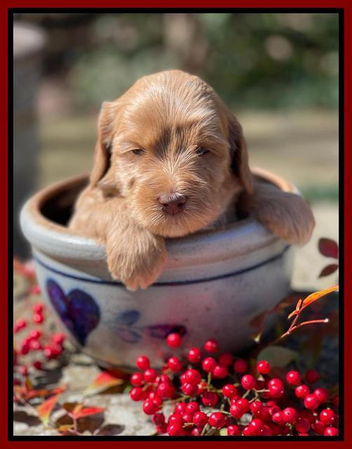 Millie Rebel pups 4 weeks old 201