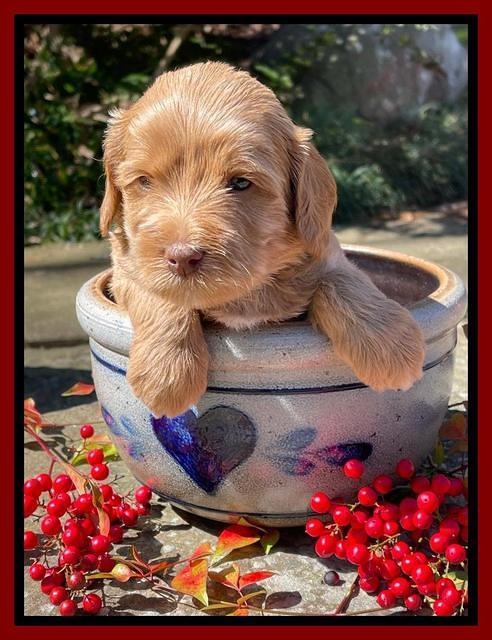Millie Rebel pups 4 weeks old 241