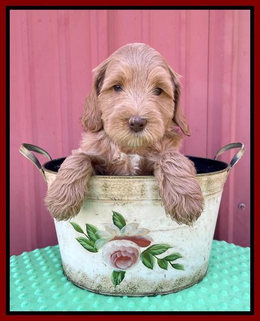 Millie Rebel pups 6 weeks old 251