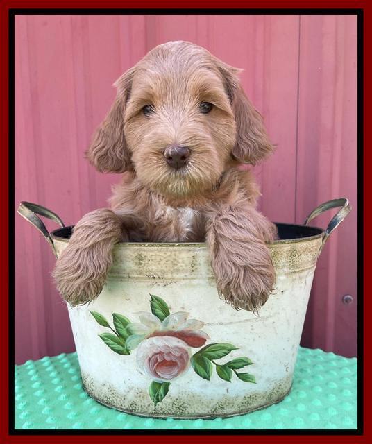 Millie Rebel pups 6 weeks old 261