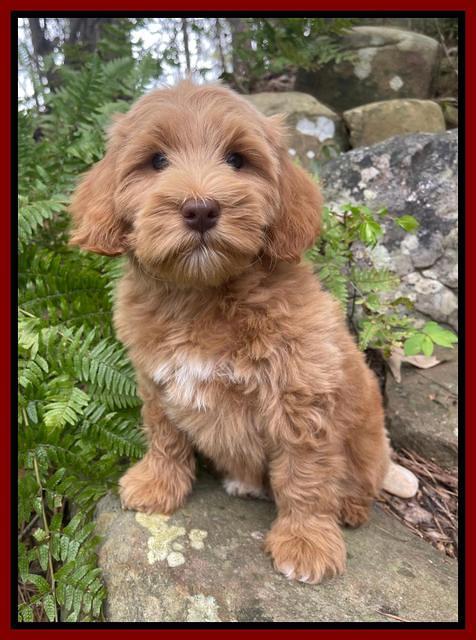 Millie Rebel pups 8 wks old 16 300