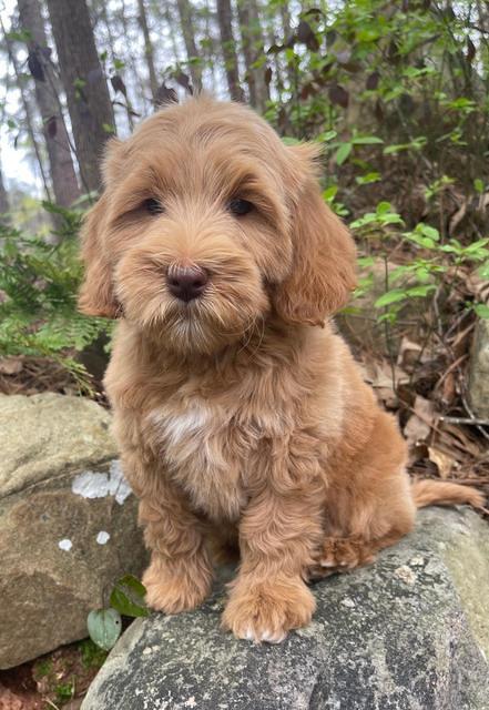 Millie Rebel pups 8 wks old 17 300