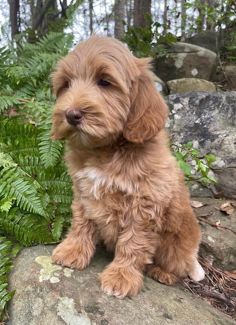 Millie Rebel pups 8 wks old 18 300