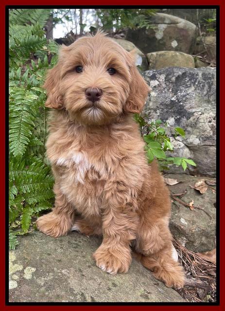 Millie Rebel pups 8 wks old 20 300