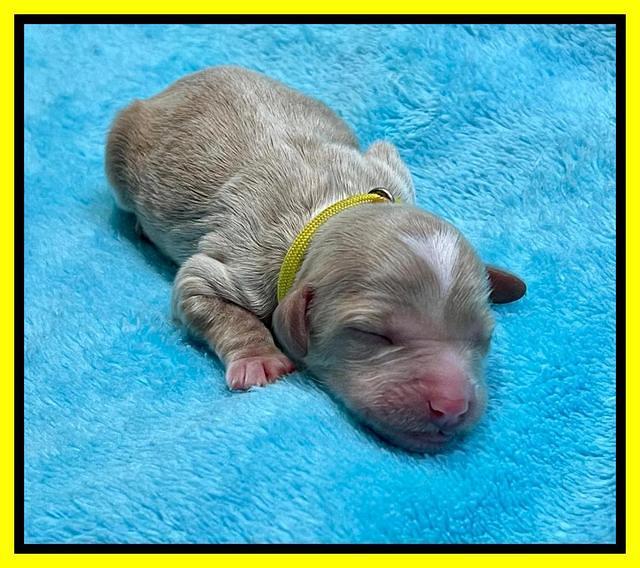 Millie Newborn puppies 71