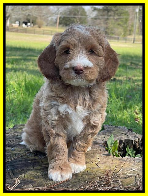 Millie REbel 7 week pics 231