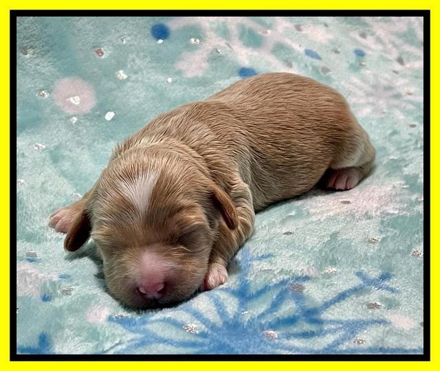 Millie Rebel pups 1 wk old 131