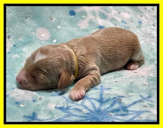 Millie Rebel pups 1 wk old 141