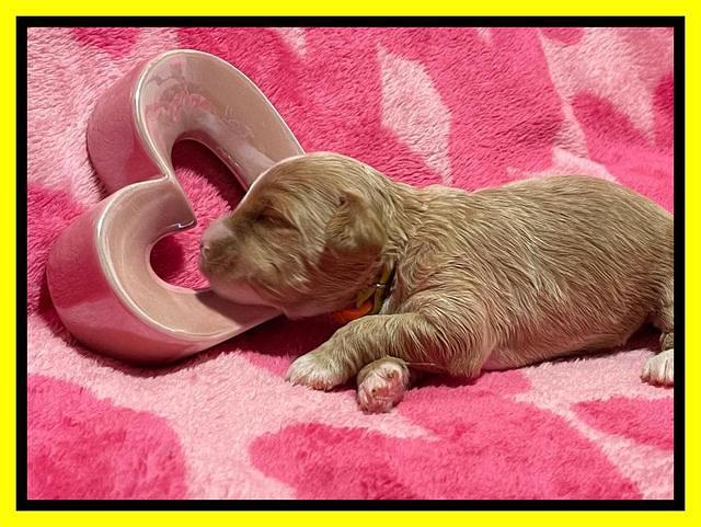 Millie Rebel pups 2 weeks old 181