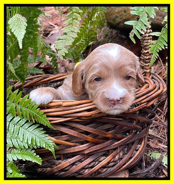 Millie Rebel pups 3 weeks old 271