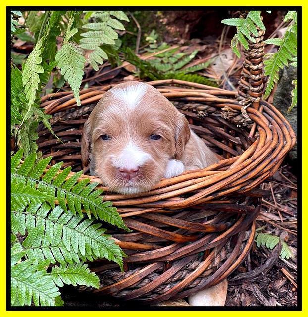 Millie Rebel pups 3 weeks old 281