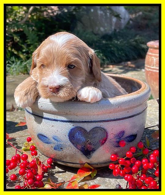 Millie Rebel pups 4 weeks old 291