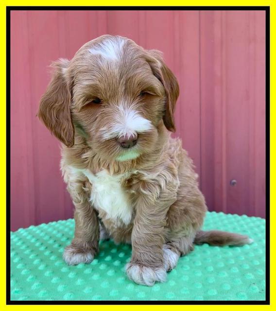 Millie Rebel pups 6 weeks old 361