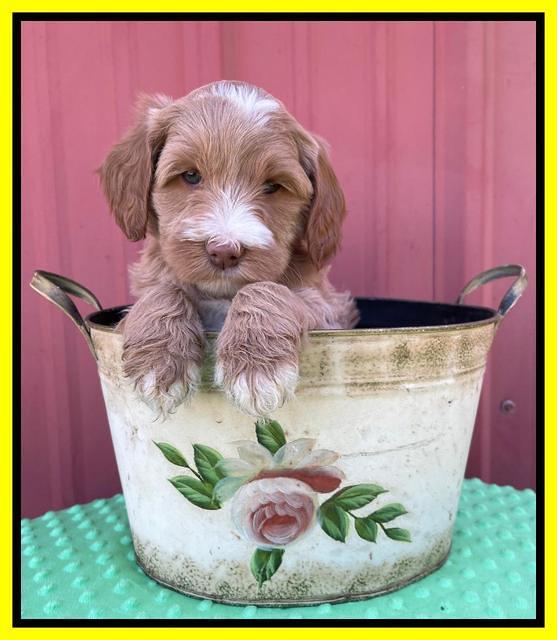 Millie Rebel pups 6 weeks old 371