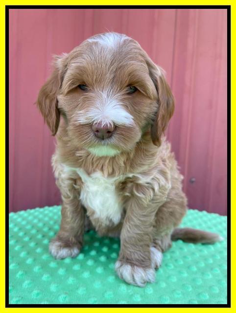 Millie Rebel pups 6 weeks old 381