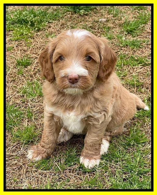 Millie Rebel pups 6 weeks old 391