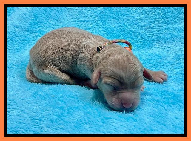 Millie Newborn puppies 81