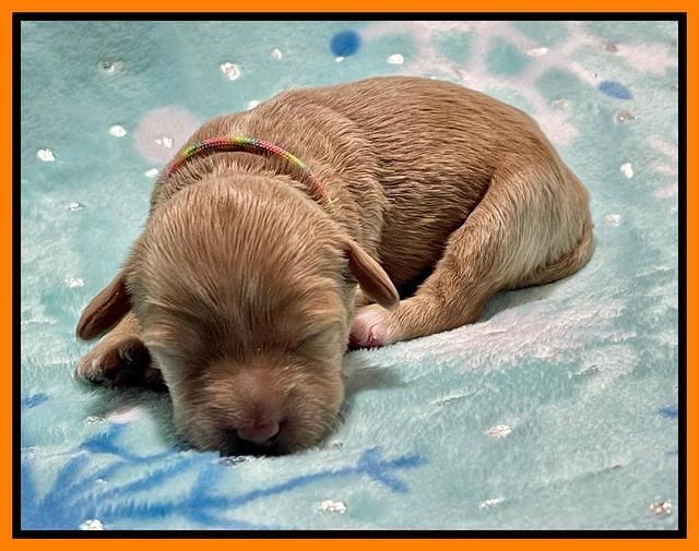 Millie Rebel pups 1 wk old 151