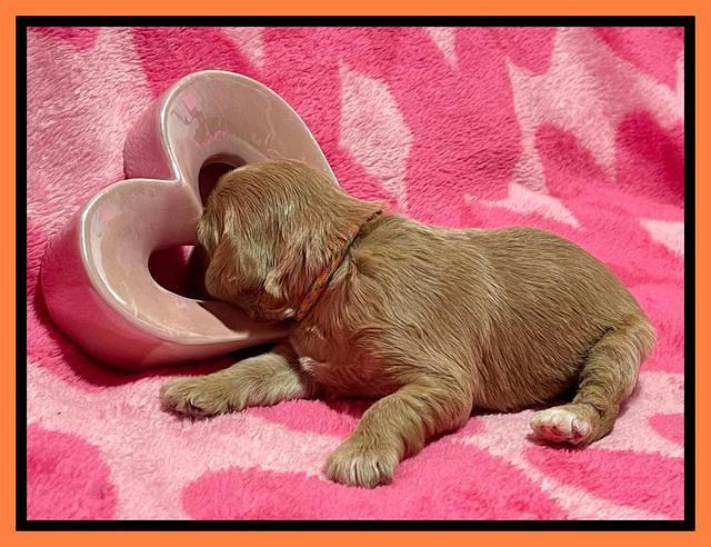 Millie Rebel pups 2 weeks old 231