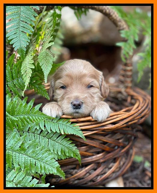 Millie Rebel pups 3 weeks old 301