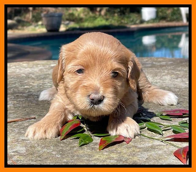 Millie Rebel pups 4 weeks old 301