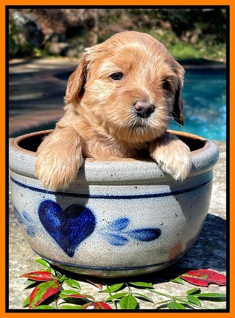 Millie Rebel pups 4 weeks old 311