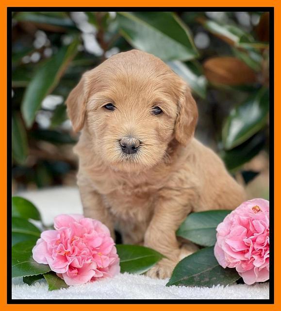 Millie Rebel pups 5 weeks old 391