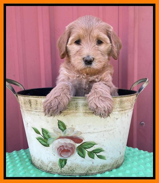 Millie Rebel pups 6 weeks old 421