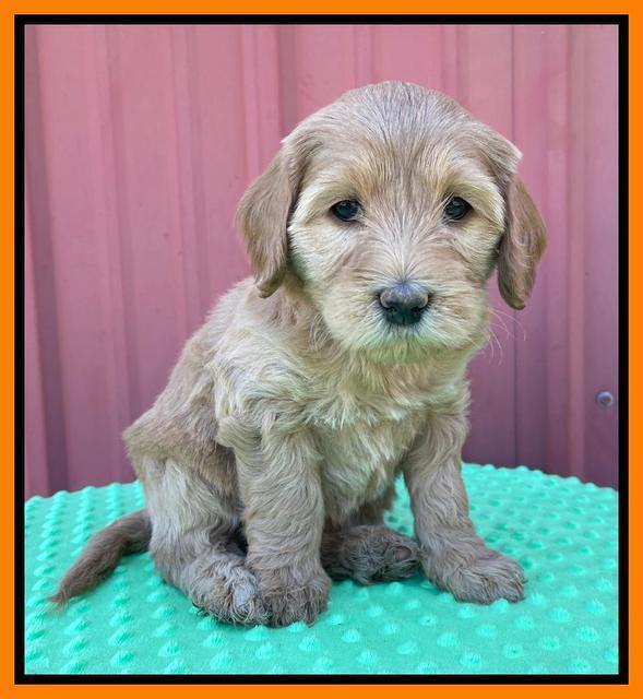 Millie Rebel pups 6 weeks old 431