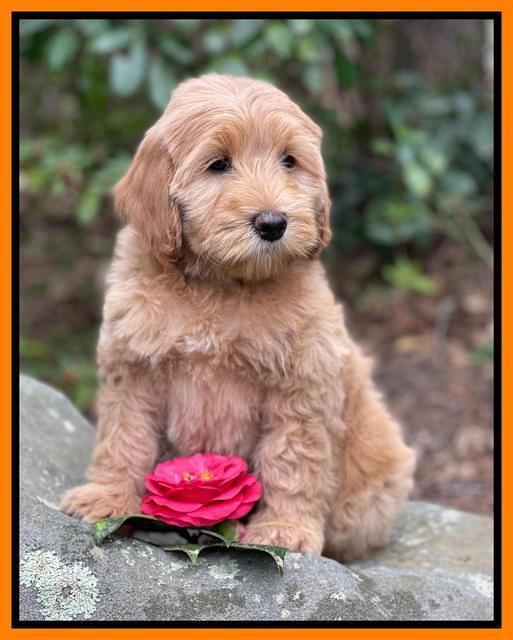 Millie Rebel pups 8 wks old 8 300