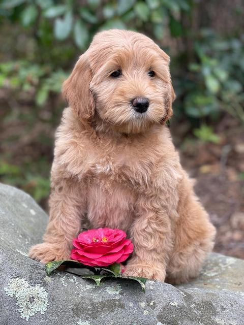 Millie Rebel pups 8 wks old 9 300