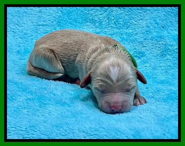 Millie Newborn puppies 91